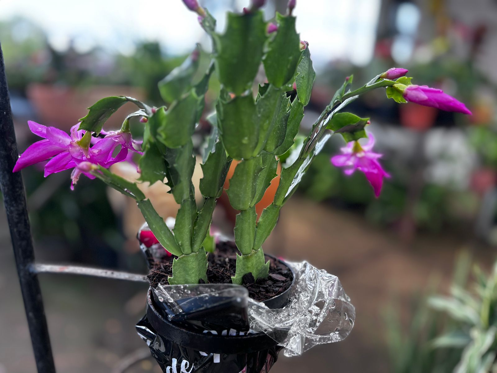 Flores en primer plano