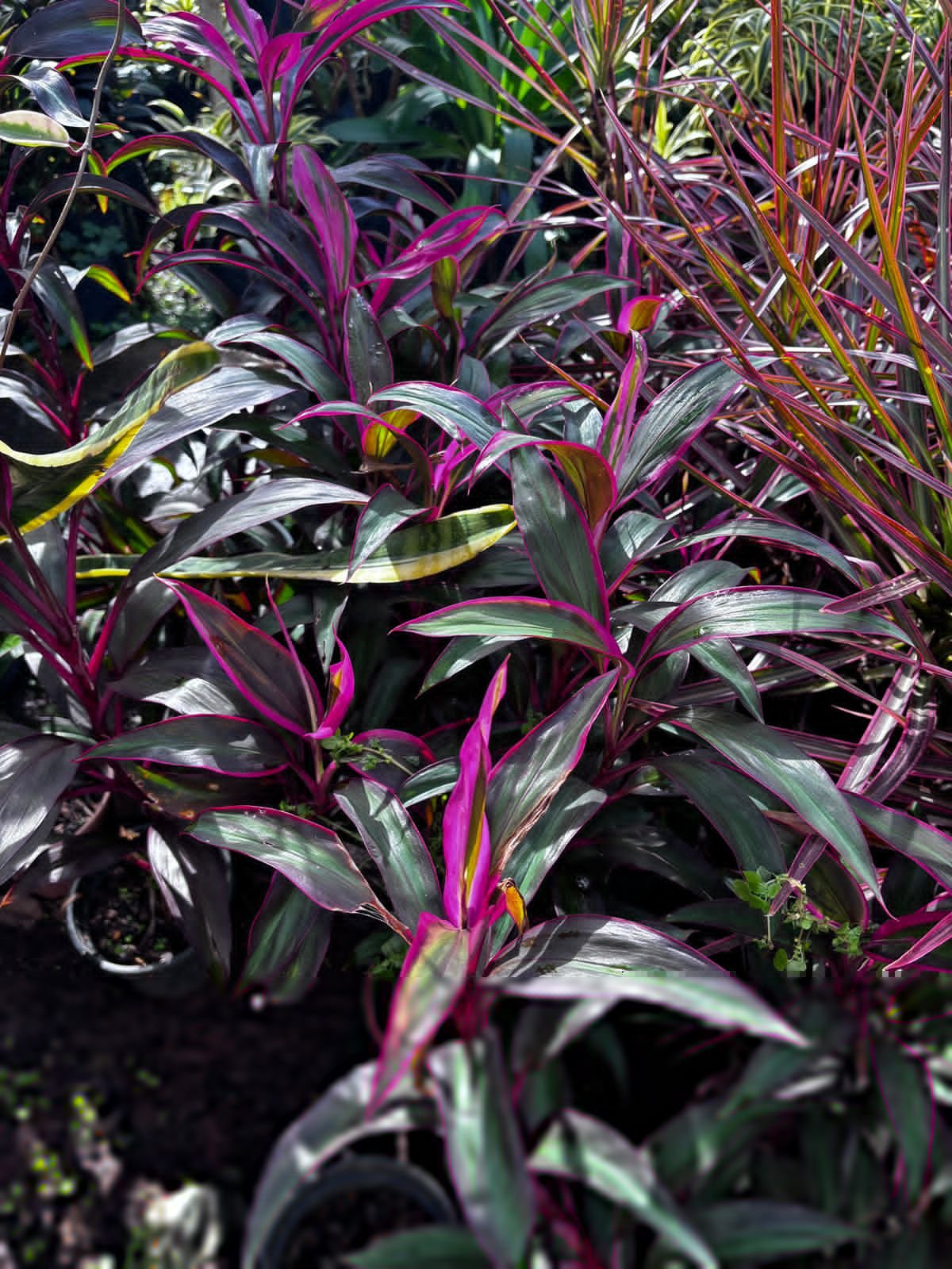 Plantas ornamentales