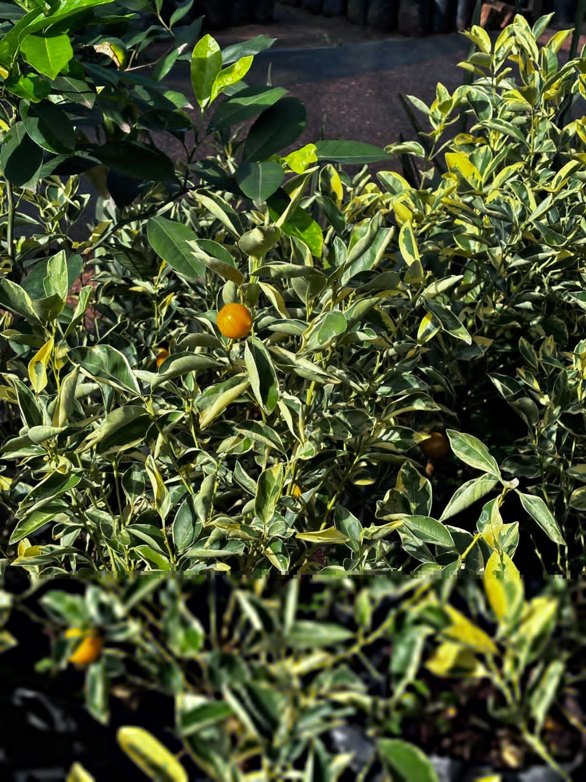 Plantas frutales
