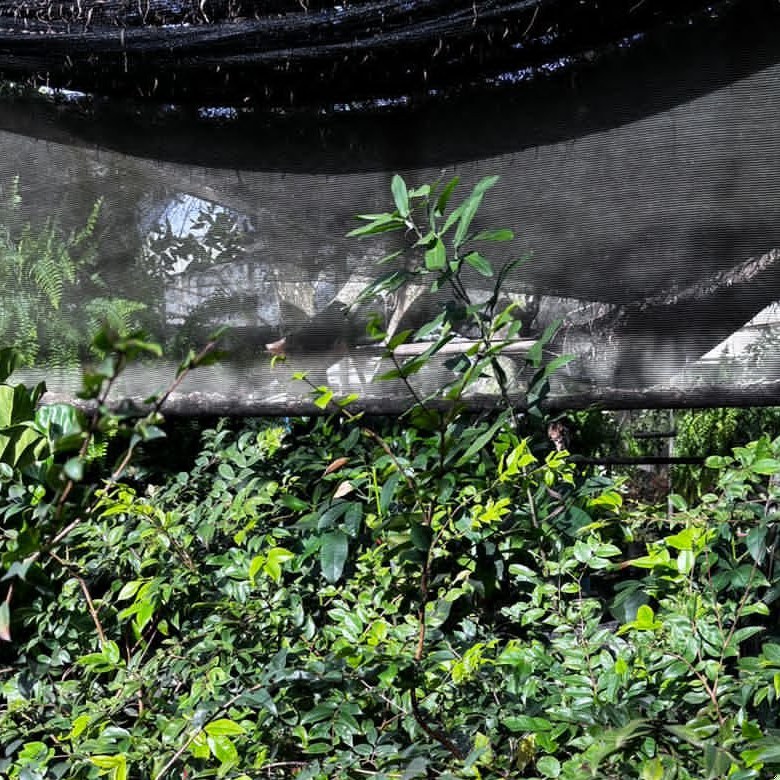 Plantas medicinales y forestales