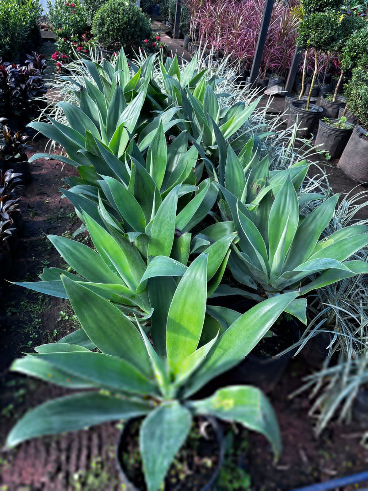 Cactus y suculentas